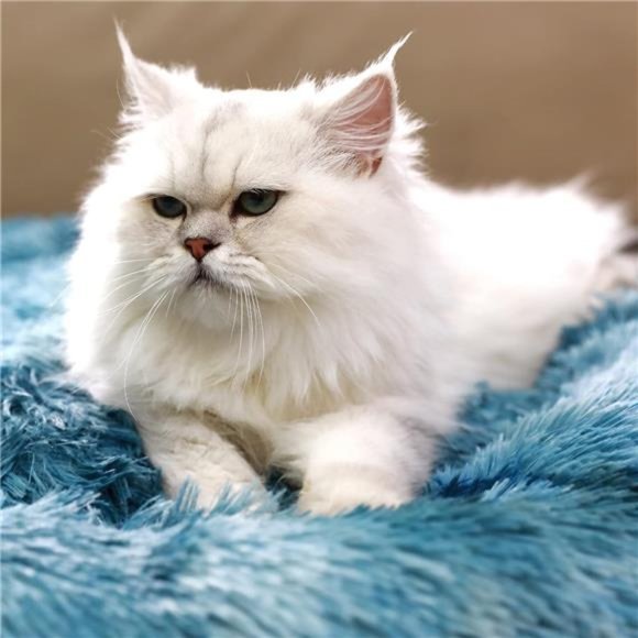 Dog & Cat Bed - Self-Warming Plush Pet Cushion (20" x20") NWT - Picture 3 of 6